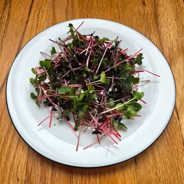 Radish Microgreens on a white plate on a wooden surface