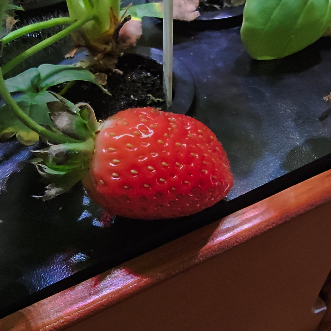 Strawberry on a black surface with green leaves