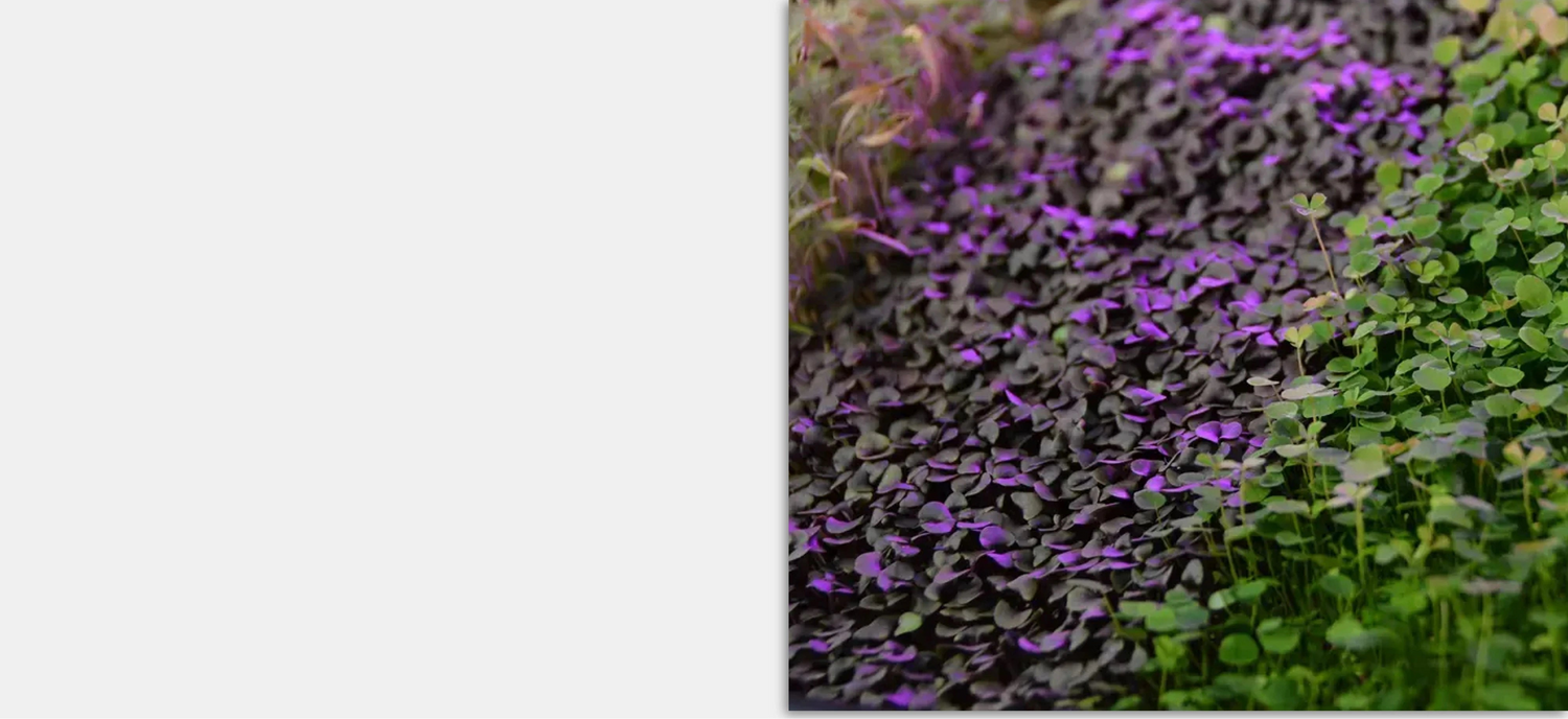 Close-up of purple and green plants on a white background