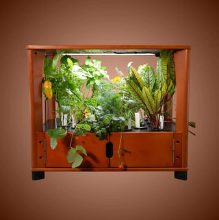 Home Farm (24 Plants)