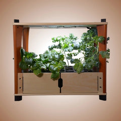 Wooden indoor garden with plants growing inside on a light brown background.