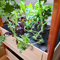 Indoor hydroponic garden with leafy greens in a repurposed entertainment center.