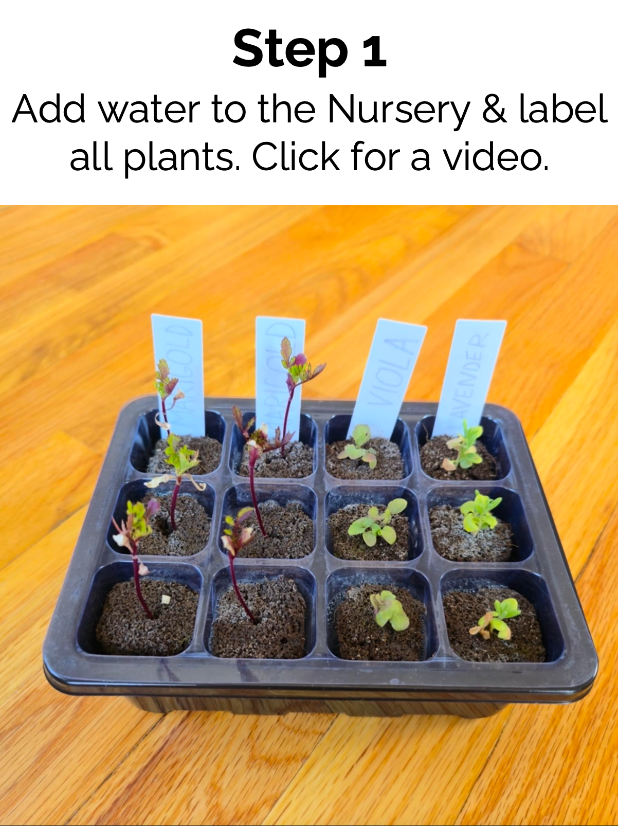 Nursery tray with small plants and labels on a wooden surface