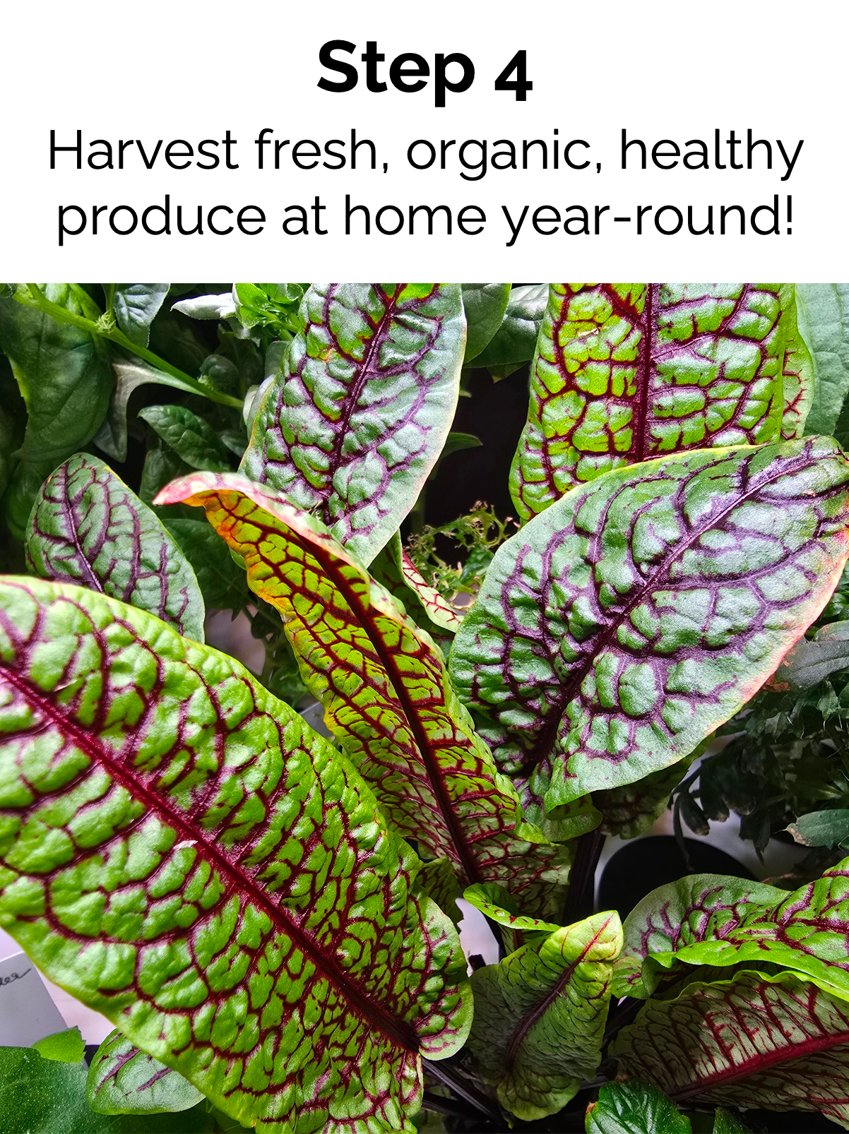 Close-up of leafy green vegetables with text about harvesting fresh, organic produce.