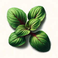 A group of fresh red veined sorrel leaves.