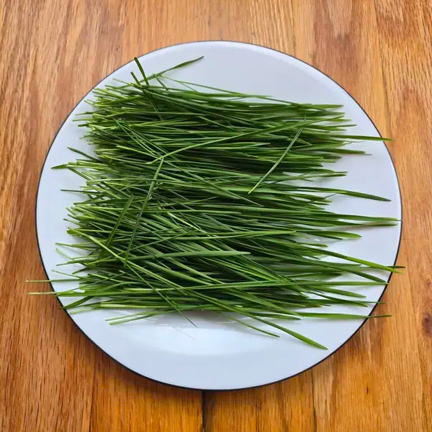 White plate with fresh Cat grass on a wooden surface