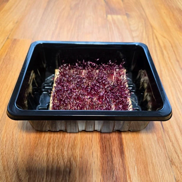 Small rectangular nursery on a wooden surface with amaranth in it