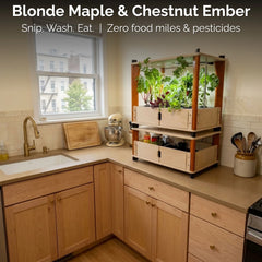 Blonde Maple & Chestnut Ember farm in an apartment kitchen. Snip. Wash. Eat. Zero food miles, Zero pesticides.