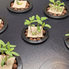 Seedlings sprouting from grow mats and clay pebbles in an Aquager hydroponic farm tray, no soil needed