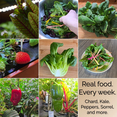 Real food every week: chard, kale, peppers, sorrel and more. Harvest photos of bok choy, strawberry and mixed greens.