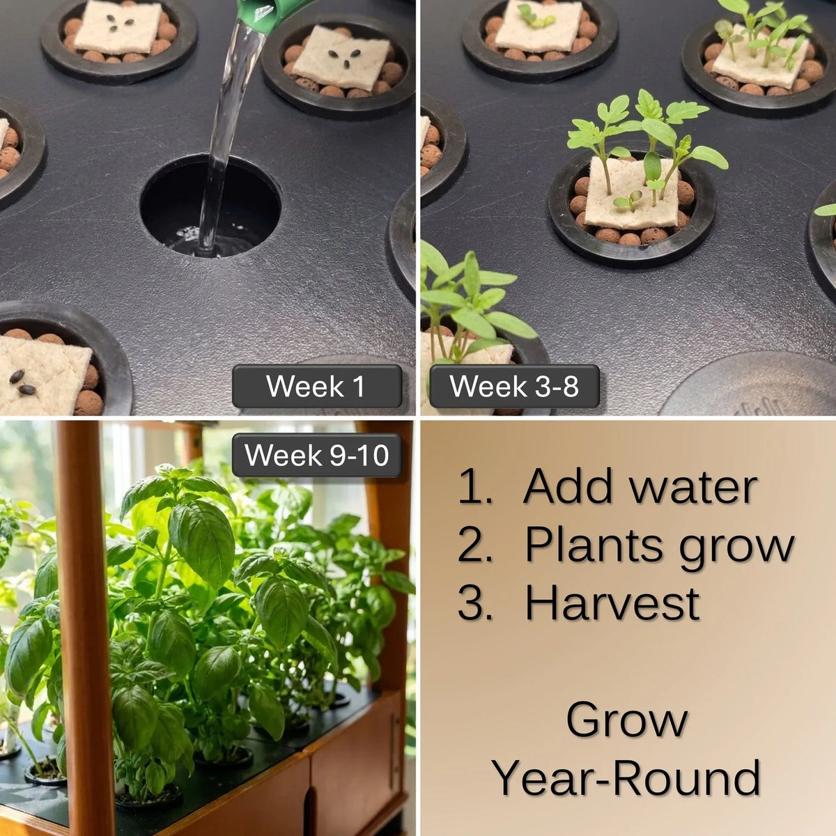 Four-panel graphic showing an Aquager hydroponic farm's grow cycle: watering clay pebbles and grow mats in week 1, sprouting seedlings by weeks 3-8, a full basil harvest by weeks 9-10, and a simple 3-step guide, add water, plants grow, harvest, with Grow Year-Round