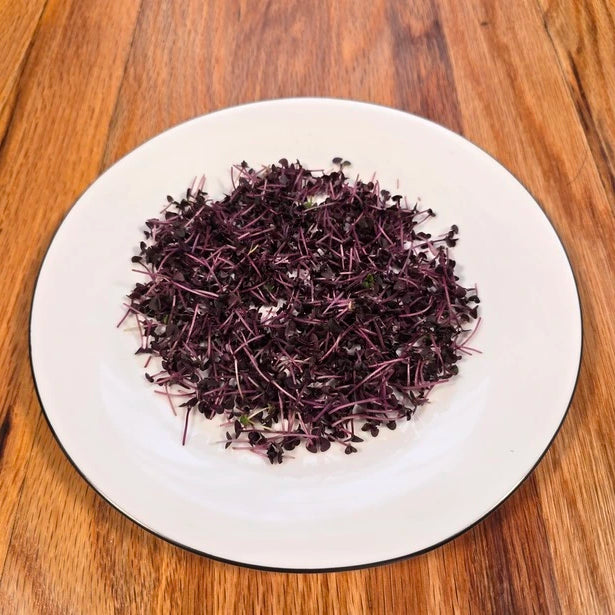 Purple microgreens on a white plate on a wooden table