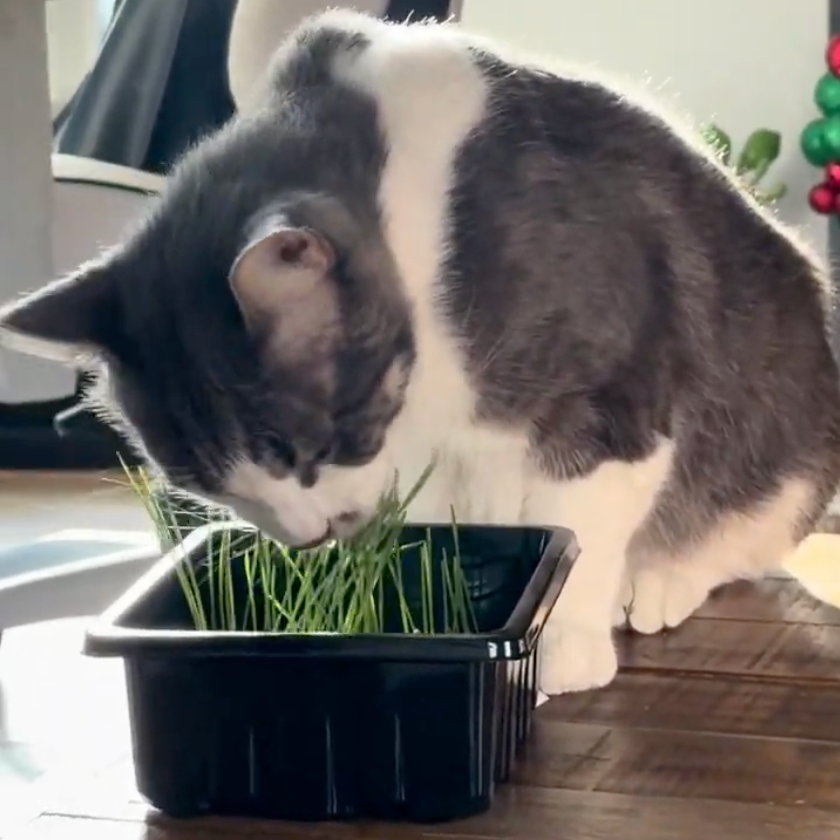 Cat eating grass from a container on a wooden floor