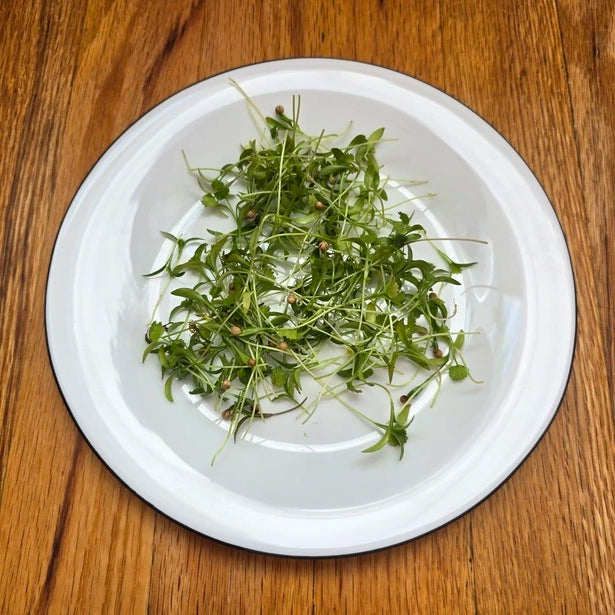 A fresh bunch of harvested cilantro (coriander) with vibrant green leaves.