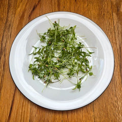 A fresh bunch of harvested cilantro (coriander) with vibrant green leaves.