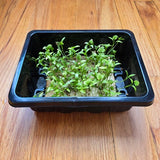 A fresh bunch of cilantro (coriander) with vibrant green leaves.