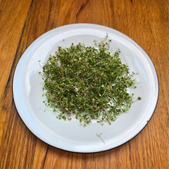 A fresh bundle of harvested clover microgreens with a vibrant green color and visible root systems.