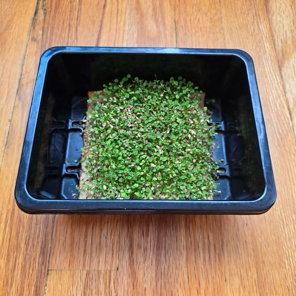 A fresh bundle of clover microgreens with a vibrant green color and visible root systems.