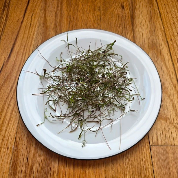 A cluster of harvested fresh green dill microgreens with finely textured, feathery leaves.