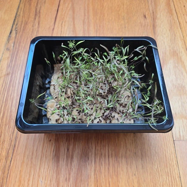 A cluster of fresh green dill microgreens with finely textured, feathery leaves.