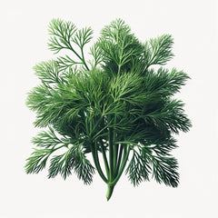 A bunch of fresh green dill with feathery leaves.