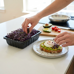 Person preparing a avocado toast with poached egg and microgreens on a kitchen counter.