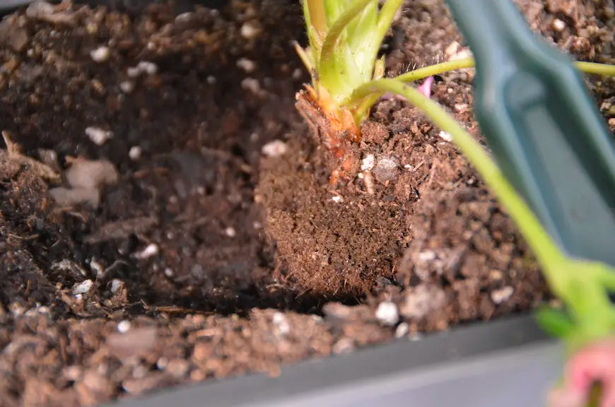 Plant being planted into soil with a tool assisting