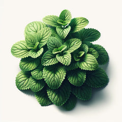 A cluster of fresh green lemon balm leaves.