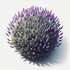 A spherical bush of lavender with green leaves and purple fragrant blooms.
