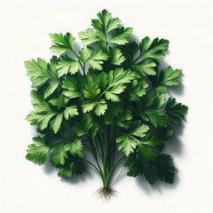 A fresh bunch of Italian parsley with flat green leaves.
