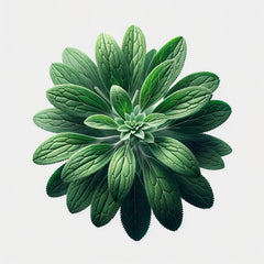 A stylized image of a stevia plant with green leaves.