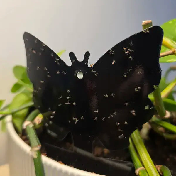 Sticky traps for hydroponic systems and indoor gardens, non-toxic solution for catching gnats, fruit flies, and small pests1