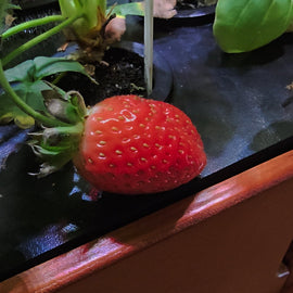 Strawberry on a black surface with green leaves