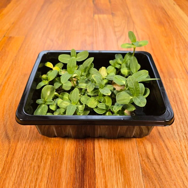 Small sunflower microgreens in a black plastic tray on a wooden surface