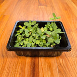 Small sunflower microgreens in a black plastic tray on a wooden surface