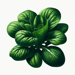 A fresh bunch of tatsoi leaves, which are spoon-shaped and have a buttery green color.
