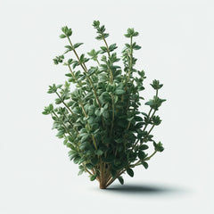 A potted thyme plant with green leaves.